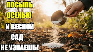 видео: Я посыпаю этим весь сад осенью — и это творит чудеса с растениями и почвой! картинка: Я посыпаю этим весь сад осенью — и это творит чудеса с растениями и почвой!