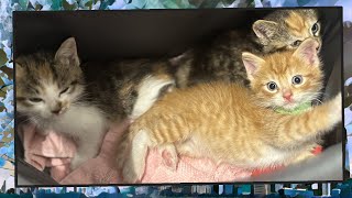 Foster Kitten Livestream (S9, E1) - May 23, 2024