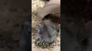 Hamster sujo? 🐹
