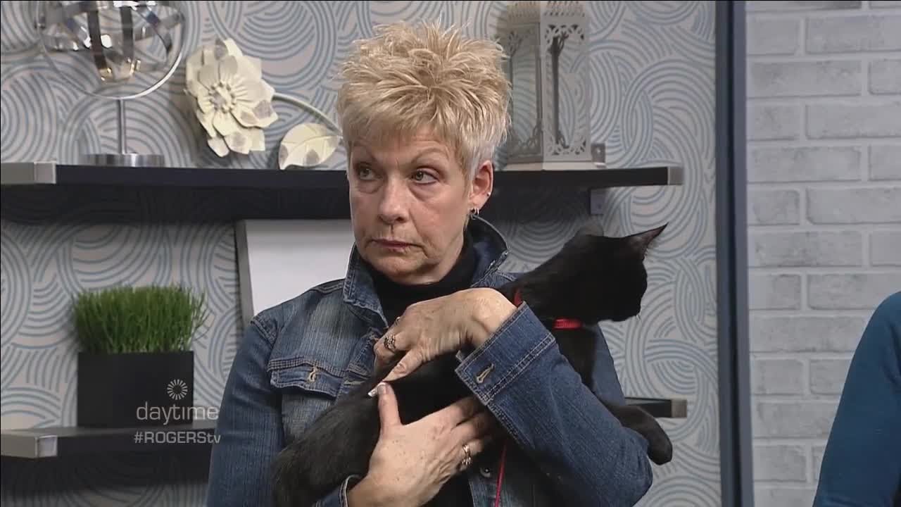 Cat Rescue Network