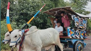 UNIK LANGKA TEMU KANGEN PARA BAJINGAN GEROBAK SAPI