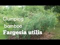 Fargesia utilis clumping bamboo in uk gardens