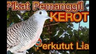 Pikat Perkutut Pemanggil Liyaran || MP3 #perkututlokalgacor #perkututgacor