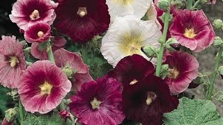 Beautiful Garden Flowers very very nice 💯🤏🤏🤏🤏
