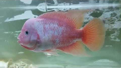 Quá trình hồi phục của một chú cá la hán khỉ đỏ sau một tuần bị bệnh.