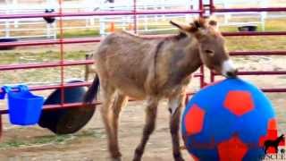 America's Funniest HAPPY Donkey Rescued playing with Ball