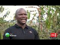 NBS Television - NBS Live At 9 | #nbsupdates #nextmedia #nbslive