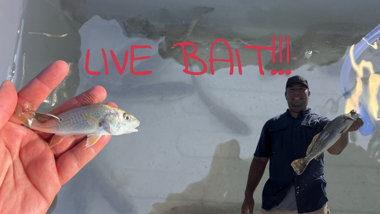 I used live Croaker and Caught This Bay Monster