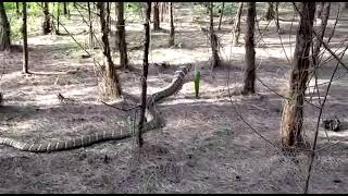 ECO BEACH : King Cobra At Kasarkod!