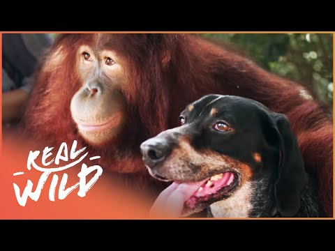 The World's Most Unlikely Animal Relationships | Animal Odd Couples | Real Wild