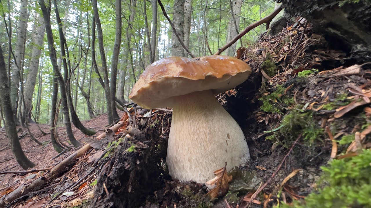 FUNGHI PORCINI SOTTO LA NEVE A 1° C SOPRA LO ZERO - GIA’ CONGELATI! - IL FILM | FULL MOVIE