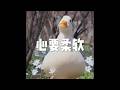 201709 心要柔软23619