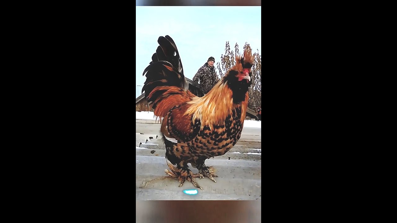 Садись на меня, я живо тебя довезу! 