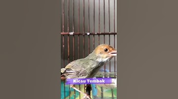 Suara Burung Prenjak Tamu Betina Ngebren Panjang, Masteran Paling Disukai Juri | Kicau Tembak