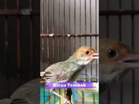 Suara Burung Prenjak