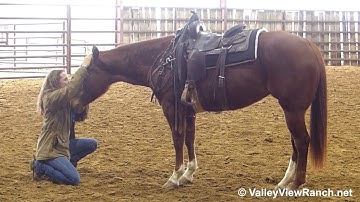 Flotallic - riding bridleless! - ValleyViewRanch.net