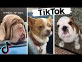 TikToks That Make You Go AAWWW! Funny Dogs of TIK TOK ~ Try Not to Laugh