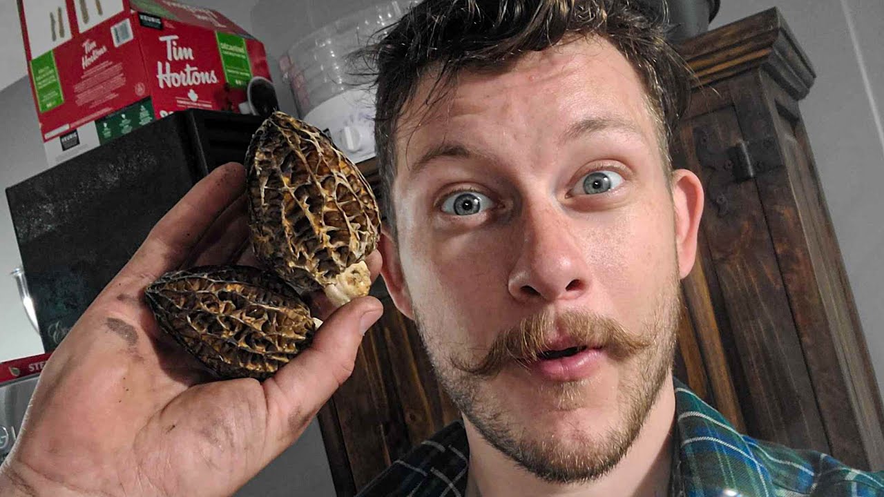 Finding Morels in West Kelowna, 2024 YouTube
