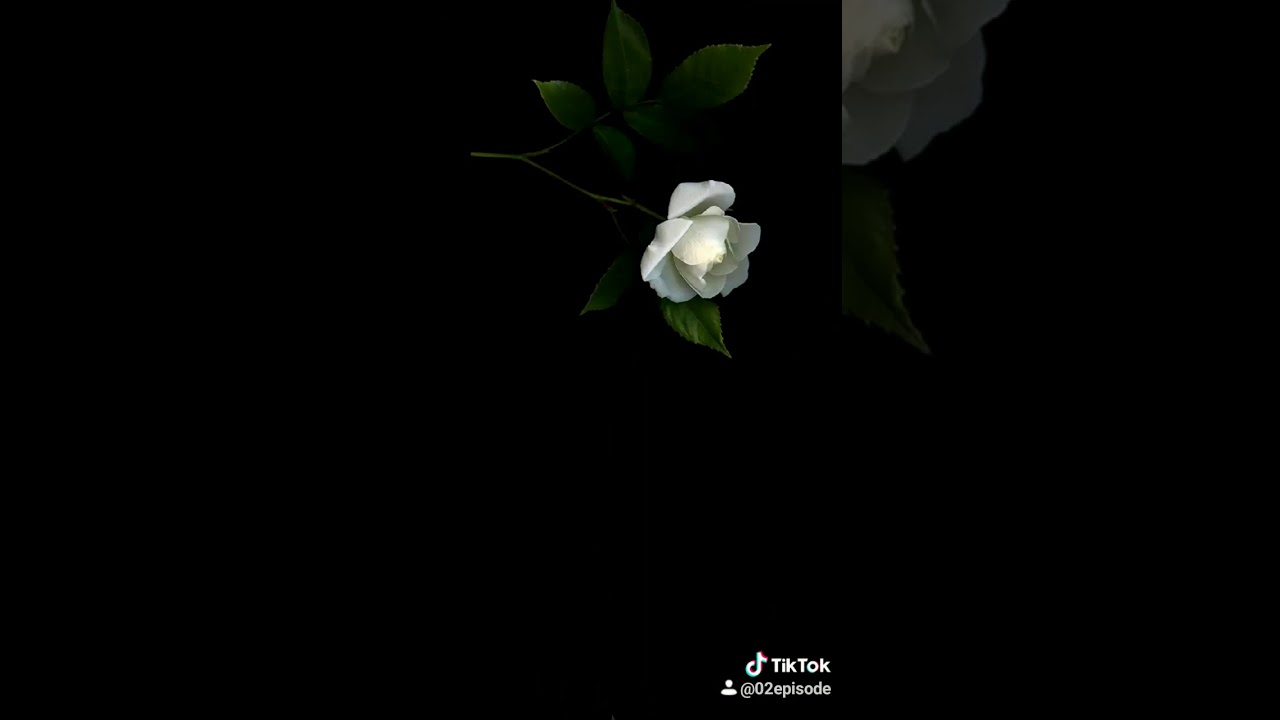 Flowers edit YouTube