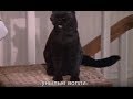 Кот Сэйлем лучшие моменты Сабрина маленькая ведьма Кот Сэйлем лучшие моменты Сабрина маленькая ведьма