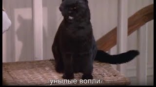 Кот Сэйлем - лучшие моменты | Сабрина маленькая ведьма