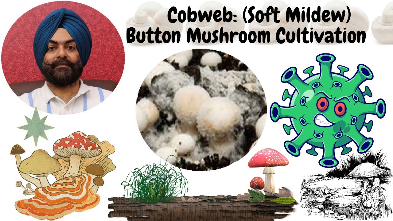 Mushroom Cultivation# Cobweb (soft mildew) disease during mushroom cultivation