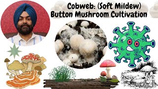 Mushroom Cultivation# Cobweb (soft mildew) disease during mushroom cultivation screenshot 1