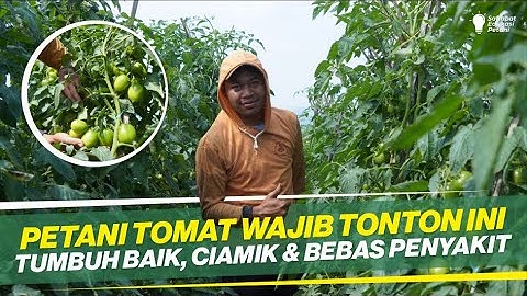 BUDIDAYA TOMAT | PERAWATAN EFEKTIF DENGAN HASIL ISTIMEWA