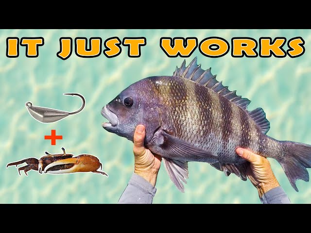 Sheepshead Fishing Technique That Simply Works (5 Minute On the Water  Tutorial) 