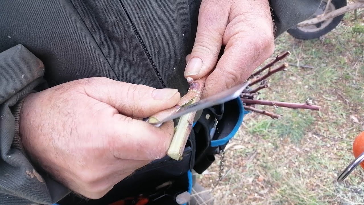 Rejuveneciendo almendro viejo a joven