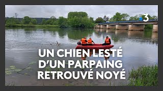 Haute-Saône : un chien lesté d'un parpaing retrouvé noyé dans la Saône by France 3 Bourgogne-Franche-Comté 775 views 8 days ago 1 minute, 51 seconds