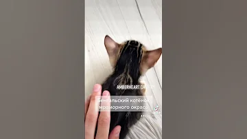 Бенгальский котёнок мраморного окраса