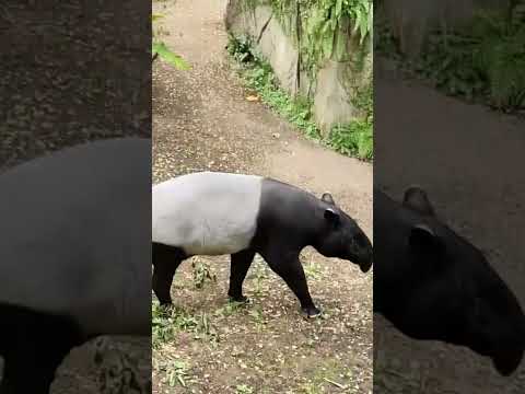 Malayan tapir # #animal #viral #shortvideo