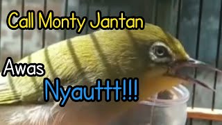 CALL PANCINGAN PLECI MONTANUS BAHAN