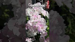 #베란다정원 #리갈제라늄 #콴탁메이 #바보같지만 #박서진 #한일톱텐쇼