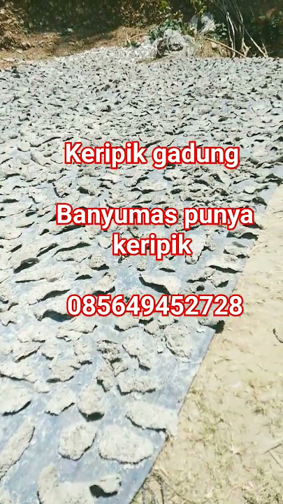 Proses penjemuran Keripik Gadung renyah, gurih, dan aman