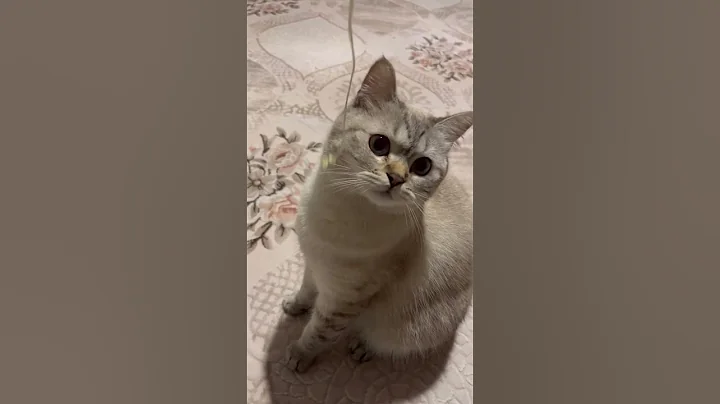 Video 11545261: kitten cutecat baby cat, cat kitten cutecat funny