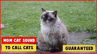 Mother Cat Calling For Her Kittens Sound Effect ⭐ Mom Cat Sounds