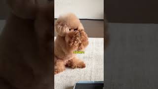 Este Perro Aprendió Demasiado Rápido ?Yt