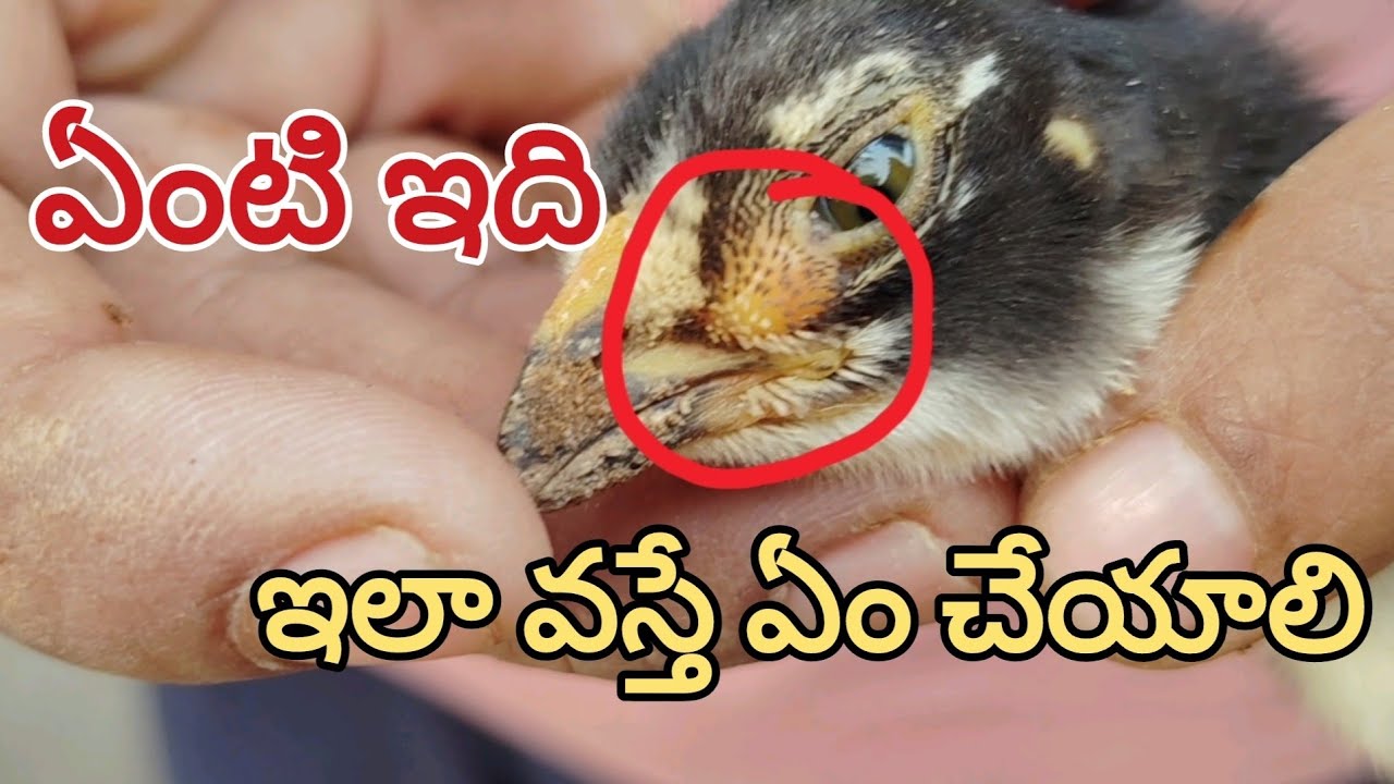 కోళ్ళకి ఇలా వస్తే ఏం మెడిసిన్స్ వాడాలి? ఎలా ట్రీట్మెంట్ చేయాలి? ఇలా రావడానికి కారణాలు ఏంటి Fowlpox