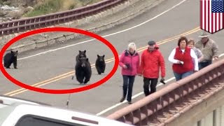 Туристы убегают от медведя в Йеллоустоунском заповеднике