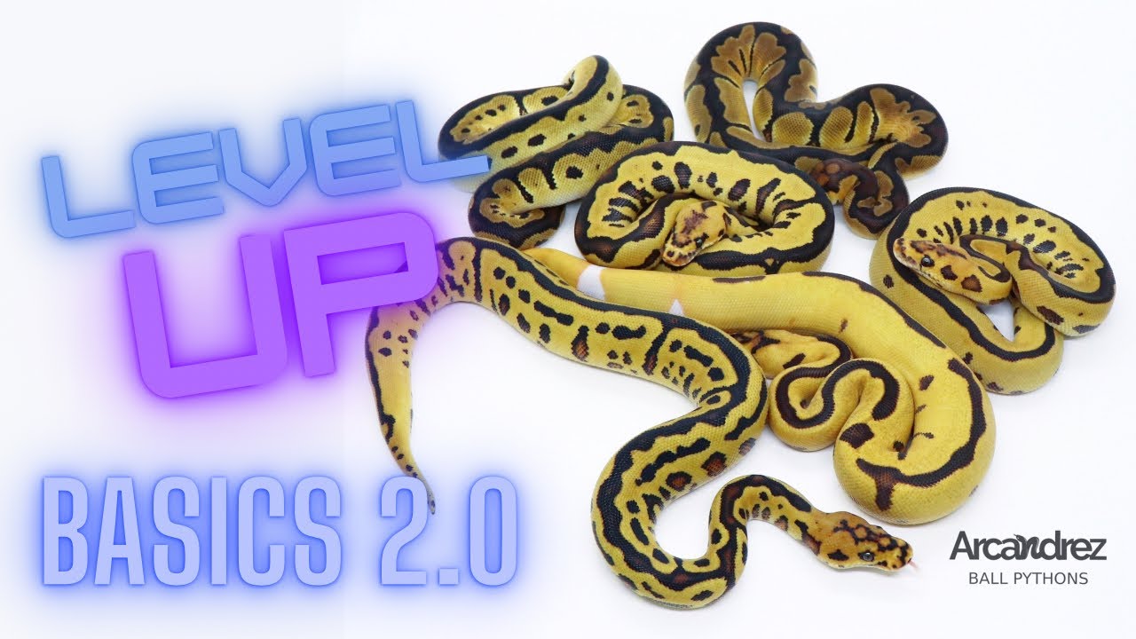 Stacking Up The Basic Genes