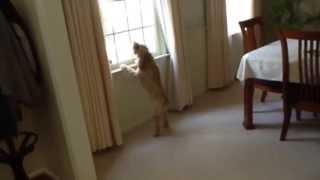 Dog Barking Remix