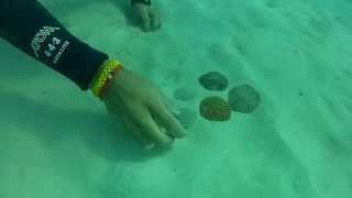 How Sand Dollars bury themselves under the sand Watch A Sand Dollar Bury Itself