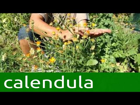 Video: Propagazione dei semi di calendula - Scopri come propagare le piante di calendula