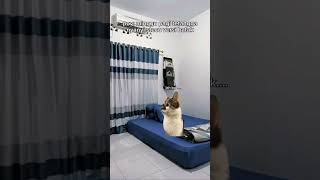 Download Lagu setecu setecu😸#meme #catmemes #animasilucu #funny #fyp #viral #shorts #stecu #cover #cat MP3