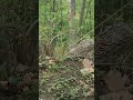 Spring Beauty (Short version) Check out my videos for full length. #handpan #spring #bloom #nature
