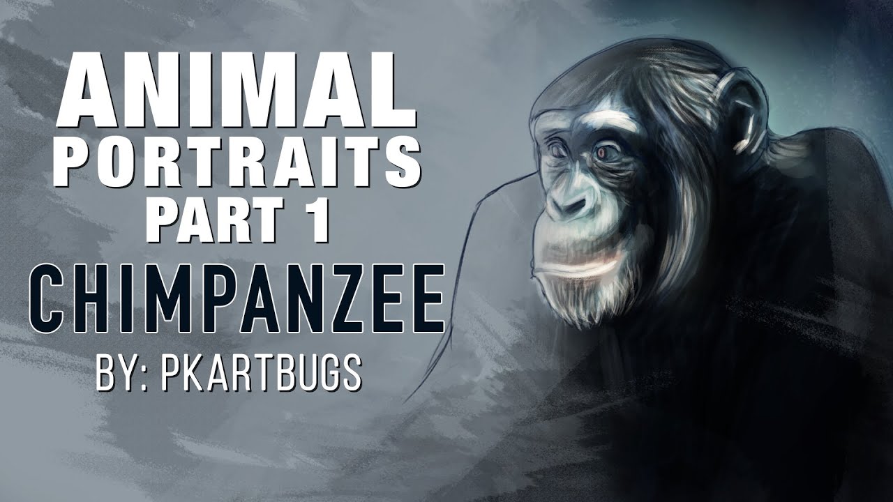 Chimpanzee | Portrait Drawing | making | Animal Portraits | Part 1 | Digital Portrait drawing