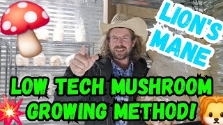 Low Tech Mushroom Growing Method! 🍄🦁 #mushroom #farmer #lionsmane #farming #mushrooms #mycology