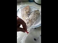 Jamaican style baked fish in plastic bag